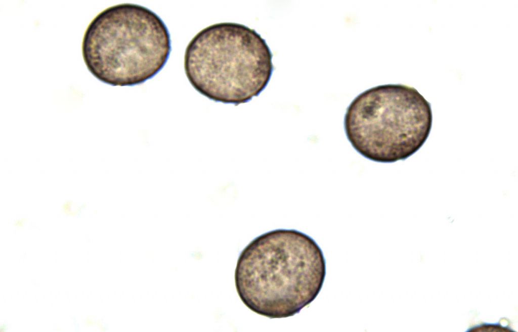 Physarum cf pusillum